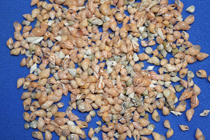 SHELL CRAFT SUPPPLY, PHASIANELLA PHEASANT  Craft Seashells, Tiny Seashells, Sold by the Pound,  Sailors Valentine, Mosaics, Candle Embeds  SS-340