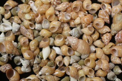 SHELL CRAFT SUPPPLY, PHASIANELLA PHEASANT  Craft Seashells, Tiny Seashells, Sold by the Pound,  Sailors Valentine, Mosaics, Candle Embeds  SS-340