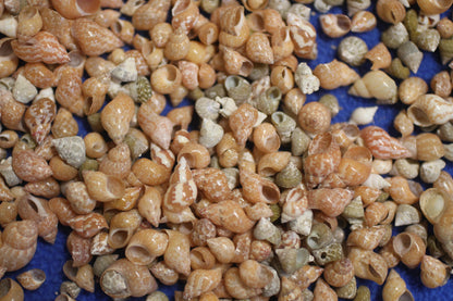 SHELL CRAFT SUPPPLY, PHASIANELLA PHEASANT  Craft Seashells, Tiny Seashells, Sold by the Pound,  Sailors Valentine, Mosaics, Candle Embeds  SS-340