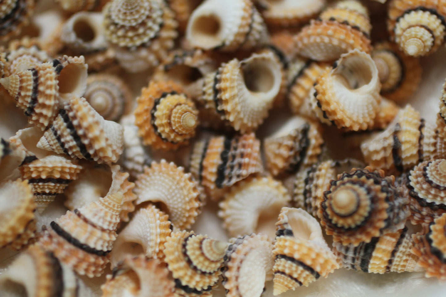 Small Tectarius Cornonatus Seashell Crafts Supplies- Upscale Crafts- Wreath Supply- Beach- Coastal- Nautical Decor- Jewelry Supply  SS-417