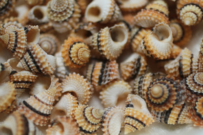 Small Tectarius Cornonatus Seashell Crafts Supplies- Upscale Crafts- Wreath Supply- Beach- Coastal- Nautical Decor- Jewelry Supply  SS-417