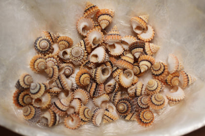 Small Tectarius Cornonatus Seashell Crafts Supplies- Upscale Crafts- Wreath Supply- Beach- Coastal- Nautical Decor- Jewelry Supply  SS-417
