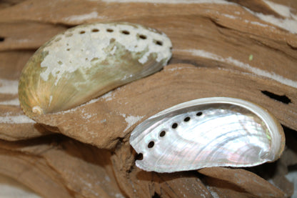 MULE EAR ABALONE Seashell / Craft Supplies / Floral Supply / Scrapbooking Craft / Sailor Valentines / Beach /  Coastal / Island  Decor ss-01