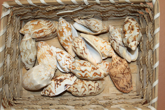 10 - WHOLE BAT VOLUTES Seashells,Craft Supplies,Bath Decor,Gift Basket Supply,Sailor Valentines,Beach,Coastal  Island  Decor SS-07