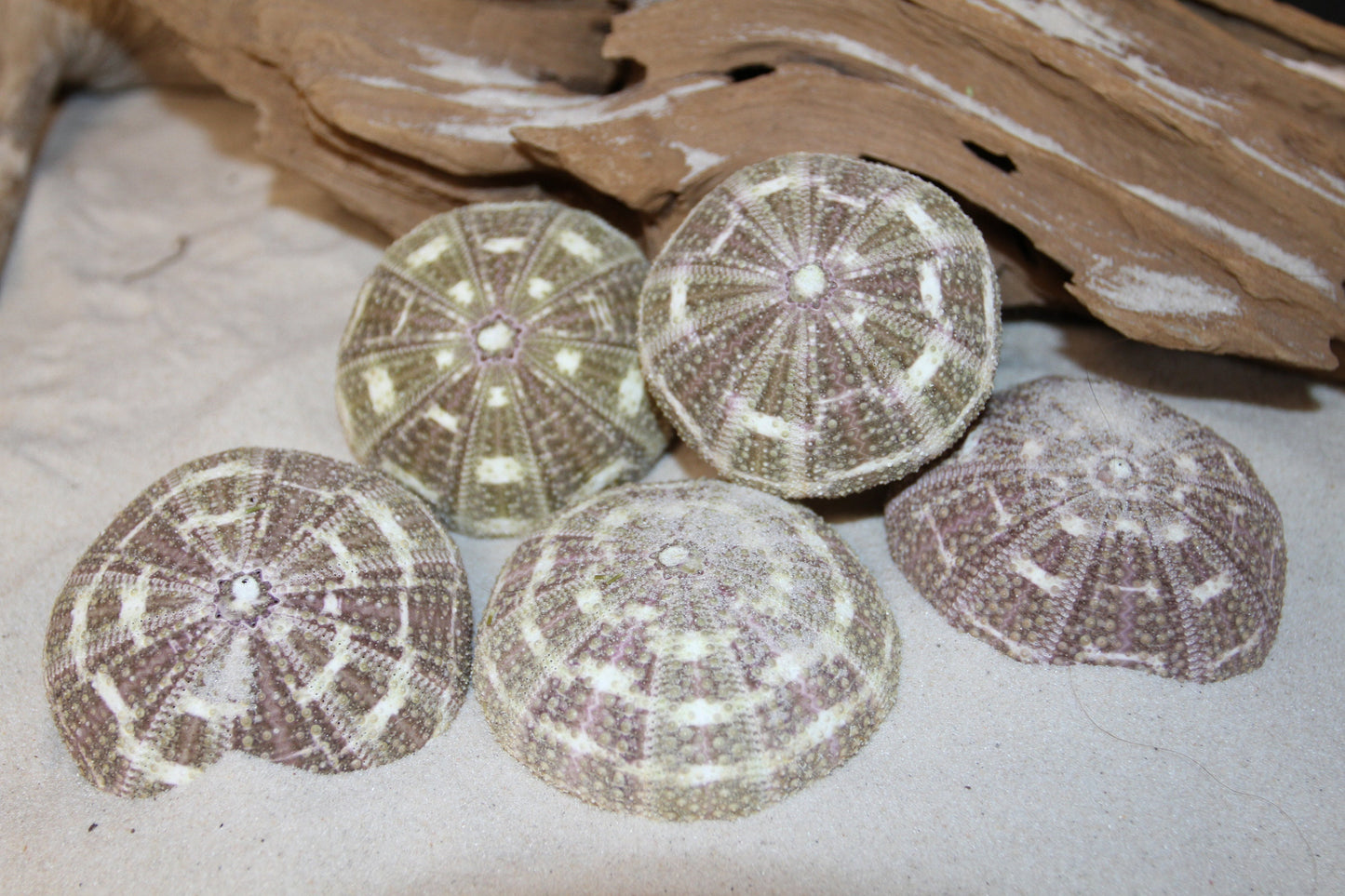 12-ALFONSO GATOR URCHINS,Air Plant Holder, Island Decor,Sailor Valentine,Beach Decor, SS-02