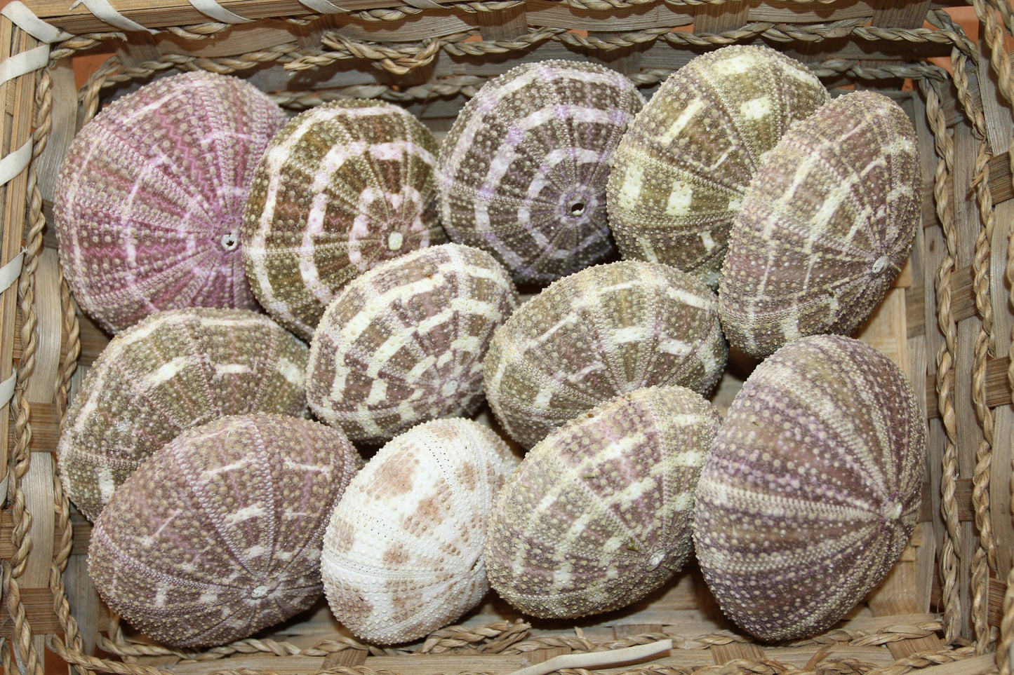12-ALFONSO GATOR URCHINS,Air Plant Holder, Island Decor,Sailor Valentine,Beach Decor, SS-02