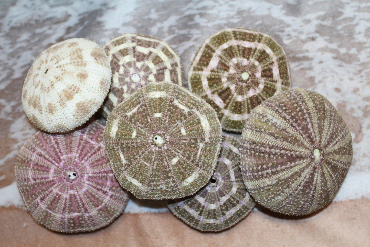12-ALFONSO GATOR URCHINS,Air Plant Holder, Island Decor,Sailor Valentine,Beach Decor, SS-02