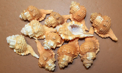 CYMATIUM PYRUM SEASHELLS, Whole Shells, Upscale Craft Supply, Seashell Collection, Sailors Valentines, Mothers Day Gift, SS-17