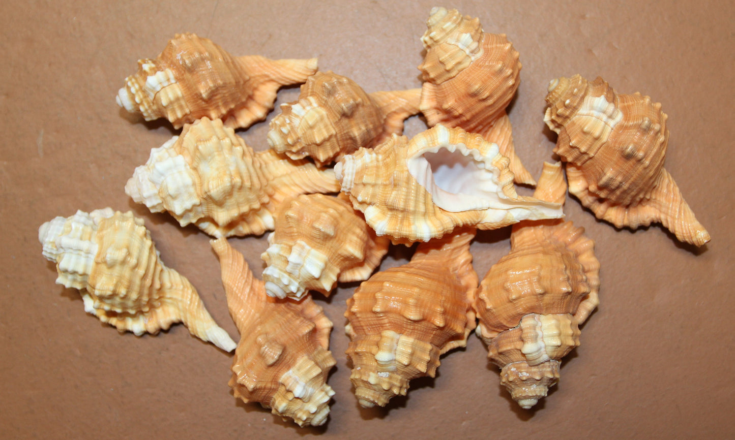 CYMATIUM PYRUM SEASHELLS, Med-Large Shells, Upscale Craft Supply, Seashell Collection, Seashell Display, Wedding Decor, SS-17