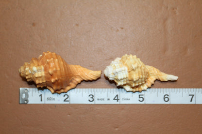 CYMATIUM PYRUM SEASHELLS, Med-Large Shells, Upscale Craft Supply, Seashell Collection, Seashell Display, Wedding Decor, SS-17