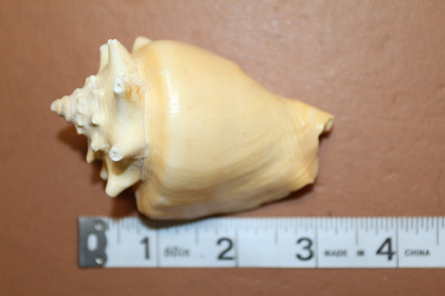 STROMBUS PUGILIS, Fighting Conch, Display Seashell, Glass Jar Fillers, Mosaic Supplies, Seashell Craft Supply, Bath Decor, Ocean Decor SS-12