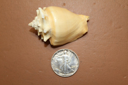 STROMBUS PUGILIS, Fighting Conch, Display Seashell, Glass Jar Fillers, Mosaic Supplies, Seashell Craft Supply, Bath Decor, Ocean Decor SS-12