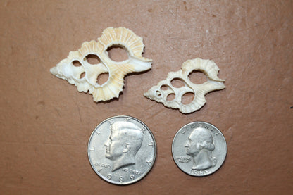 MAPLE LEAF SEASHELLS, Sliced Seashells, White Lacy Shells, Earring Supply, Shell Craft, Wedding Supplies, Greeting  Cards cs-83