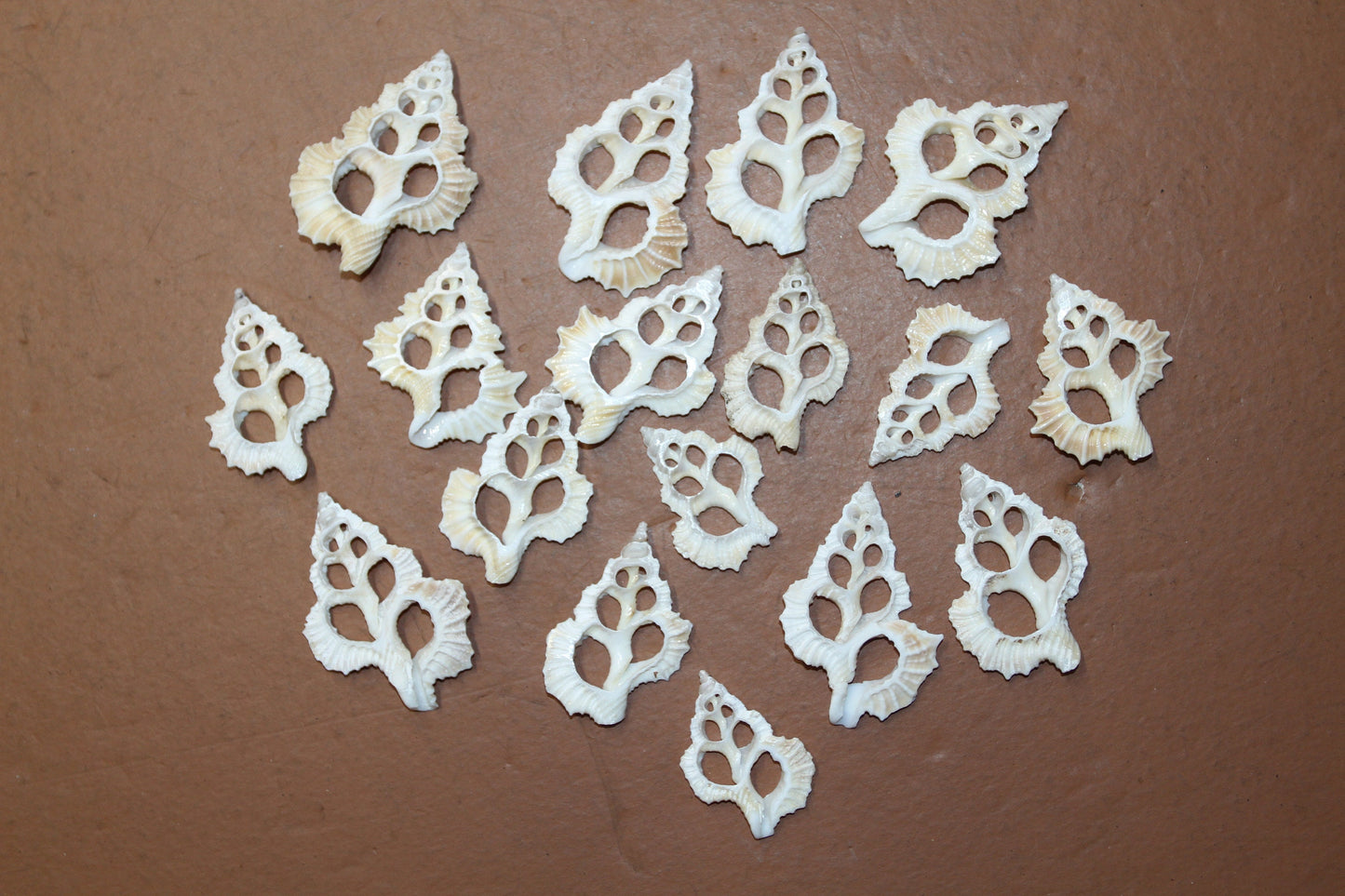 MAPLE LEAF SEASHELLS, Sliced Seashells, White Lacy Shells, Earring Supply, Shell Craft, Wedding Supplies, Greeting  Cards cs-83