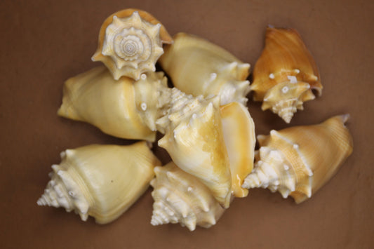 STROMBUS PUGILIS, Fighting Conch, Display Seashell, Glass Jar Fillers, Mosaic Supplies, Seashell Craft Supply, Bath Decor, Ocean Decor SS-12