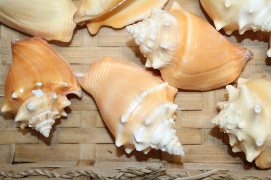 SEASHELLS, Fighting Conch, Strombus Pugilis, Glass Jar Fillers, Teachers Aid, Seashell Craft Supply, Bath Decor, Ocean Decor SS-12