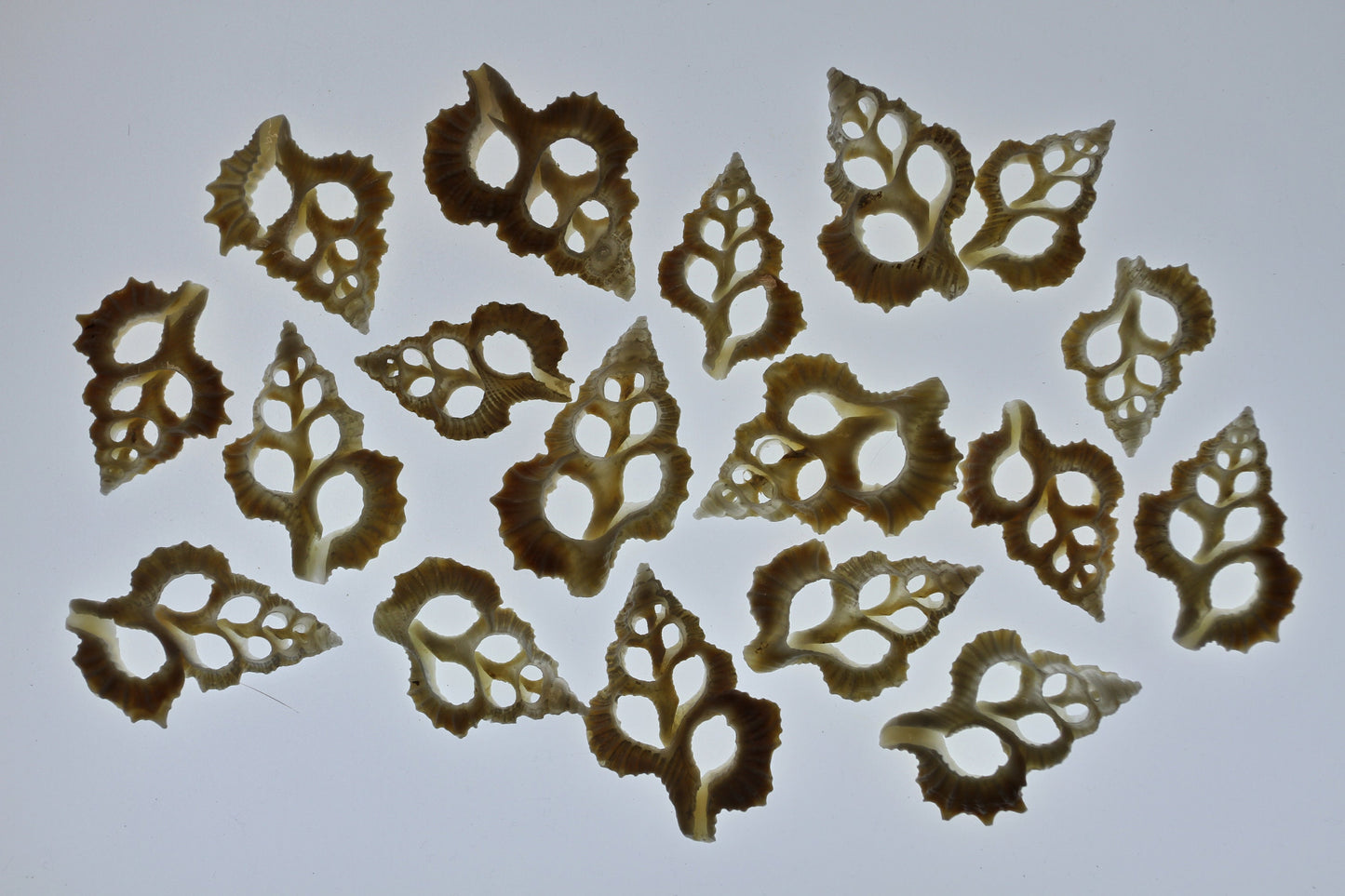 MAPLE LEAF SEASHELLS, Sliced Seashells, White Lacy Shells, Earring Supply, Shell Craft, Wedding Supplies, Greeting  Cards cs-83