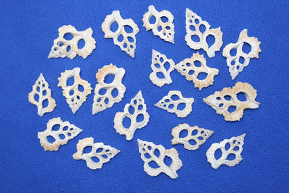 MAPLE LEAF SEASHELLS, Sliced Seashells, White Lacy Shells, Earring Supply, Shell Craft, Wedding Supplies, Greeting  Cards cs-83