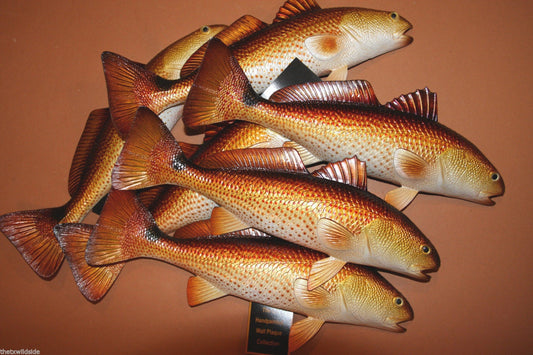 12pc, Resin Redfish, project, fish, fish accent, fish decor, fish mount, DIY fish mount, DIY fish trophy mount, redfish,#28